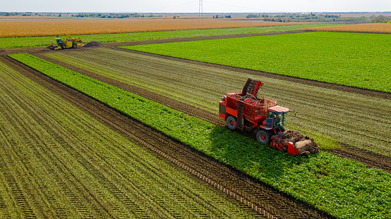 Above view on agricultural machine, harvester as cutting and harvesting mature sugar beet roots at farm field.