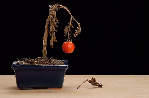 Bonsai plant de tomate - Photo