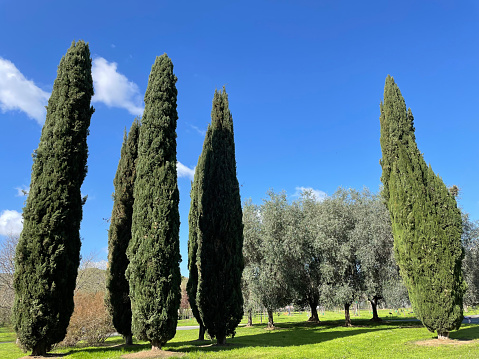Here are some beautiful landscapes in Tuscany that feature Tuscan cypress