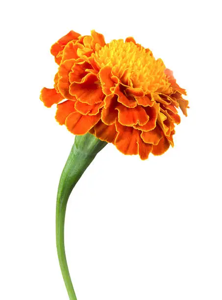 Photo of A single orange marigold flower on a white background