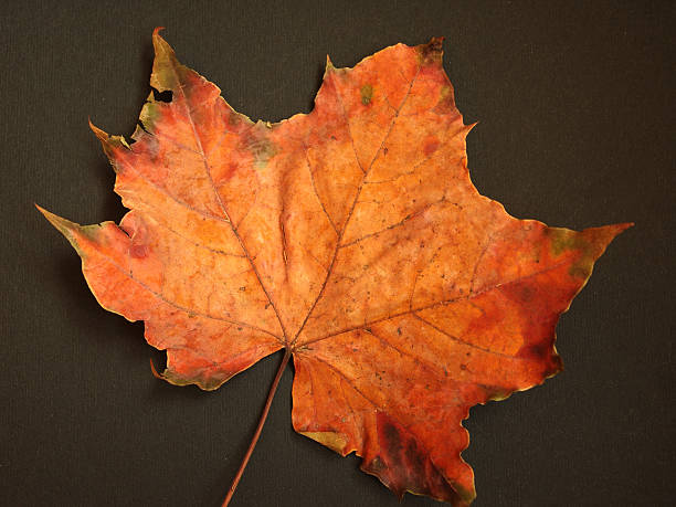 istock Beautiful maple leaf with autumn red color 185002555
