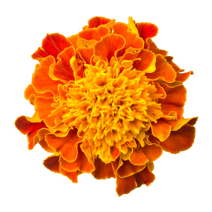 Orange marigold on a white background.