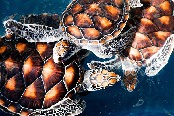 istock turtle just swimming through the water 185002745
