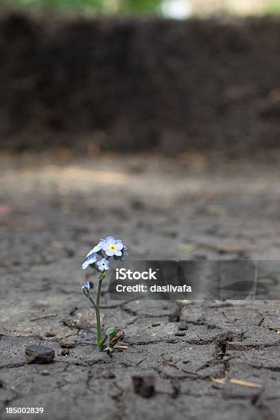 Vida Nova - Fotografias de stock e mais imagens de Flor - Flor, Rachado, Azul