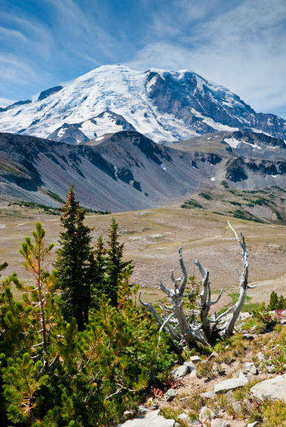 Alpine Tundra and Mount Rainier At 14,410' above sea level, Mount Rainier dominates the landscape of the Puget Sound region. Mount Rainier is the highest point in Washington State, and is also the most glaciated mountain in the continental United States. This picture was taken from Sunrise Park in Mount Rainier National Park, Washington State, USA. jeff goulden mount rainier national park stock pictures, royalty-free photos & images