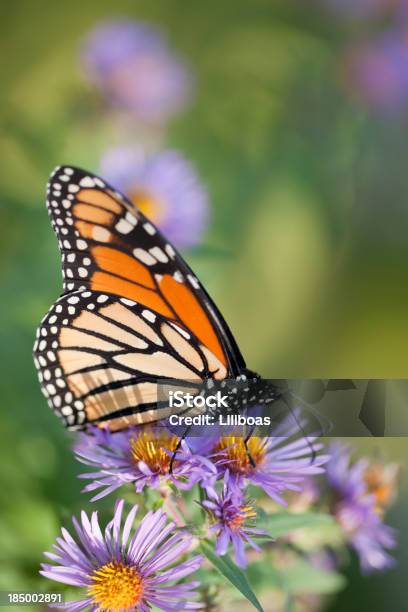 Photo libre de droit de Papillon Monarque banque d'images et plus d'images libres de droit de Monarque - Danainae - Monarque - Danainae, Beauté de la nature, Boire