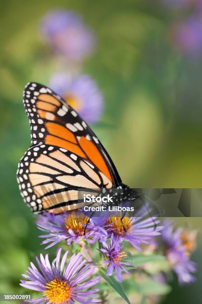 흑백 제왕나비 제왕나비에 대한 스톡 사진 및 기타 이미지 - 제왕나비, 0명, 곤충