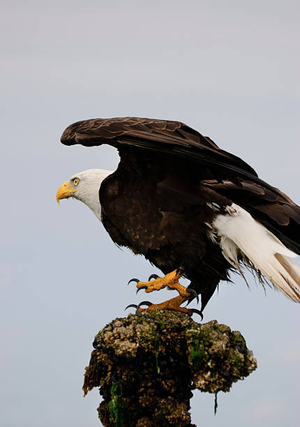 Bald Eagle Taking Flight stock photo