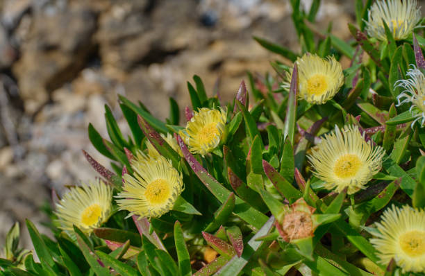 hottentottenfeige - auch bekannt als hottentottenfeige, mittagsblume, autobahn-eispflanze, schweinsgesicht, sauerfeige - sea fig stock-fotos und bilder