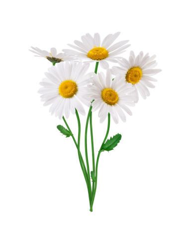 Bunch of golden daisies on white background.