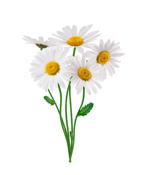 Bunch Of Daisies Bunch of golden daisies on white background. marguerite daisy stock pictures, royalty-free photos & images