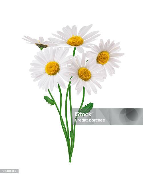 Bunch Of Daisies Stock Photo - Download Image Now - Daisy, Bunch of Flowers, Bouquet