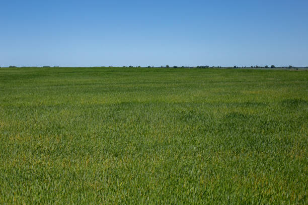 istock Rural landscape, green field under blue sky 1850034819