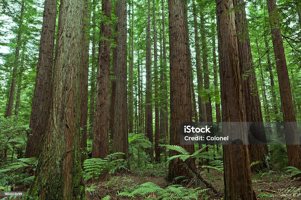 Redwood Forest "The tall trees of a redwood forest, with fern undergrowth." Fern Stock Photo