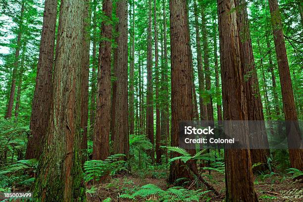 Redwood Forest Stock Photo - Download Image Now - Fern, New Zealand, Backgrounds