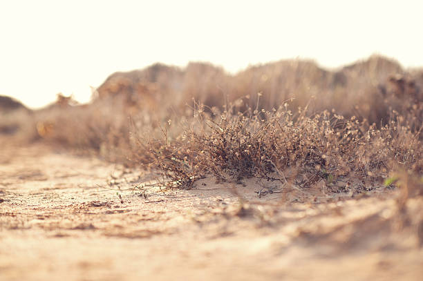 succulent plants in the sand. Shallow depth of field