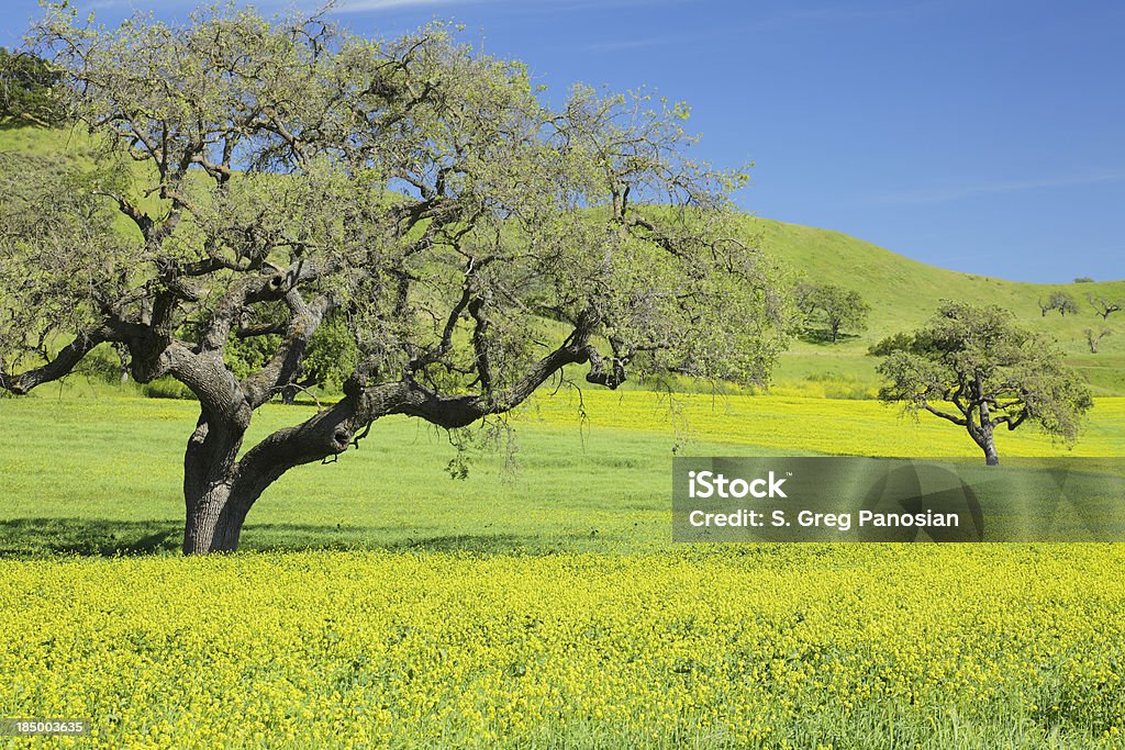 California da primavera - Foto de stock de Mostarda - Erva royalty-free