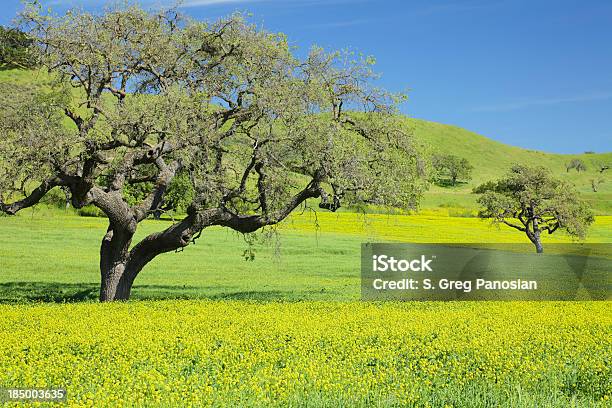 Foto de California Da Primavera e mais fotos de stock de Mostarda - Erva - Mostarda - Erva, Árvore, Amarelo