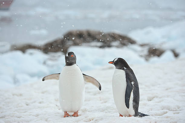 두 펭귄즈 - bird black penguin gentoo penguin 뉴스 사진 이미지