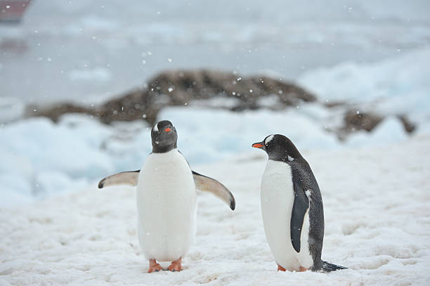 dois penguins - bird black penguin gentoo penguin imagens e fotografias de stock