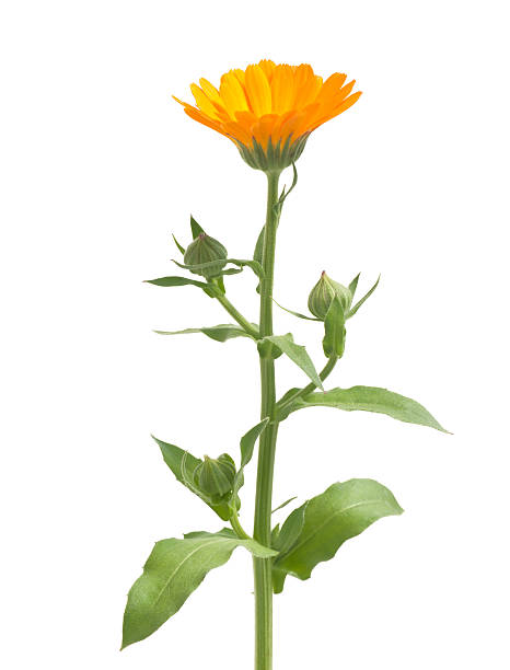 calendula - pot marigold single flower flower flower head foto e immagini stock