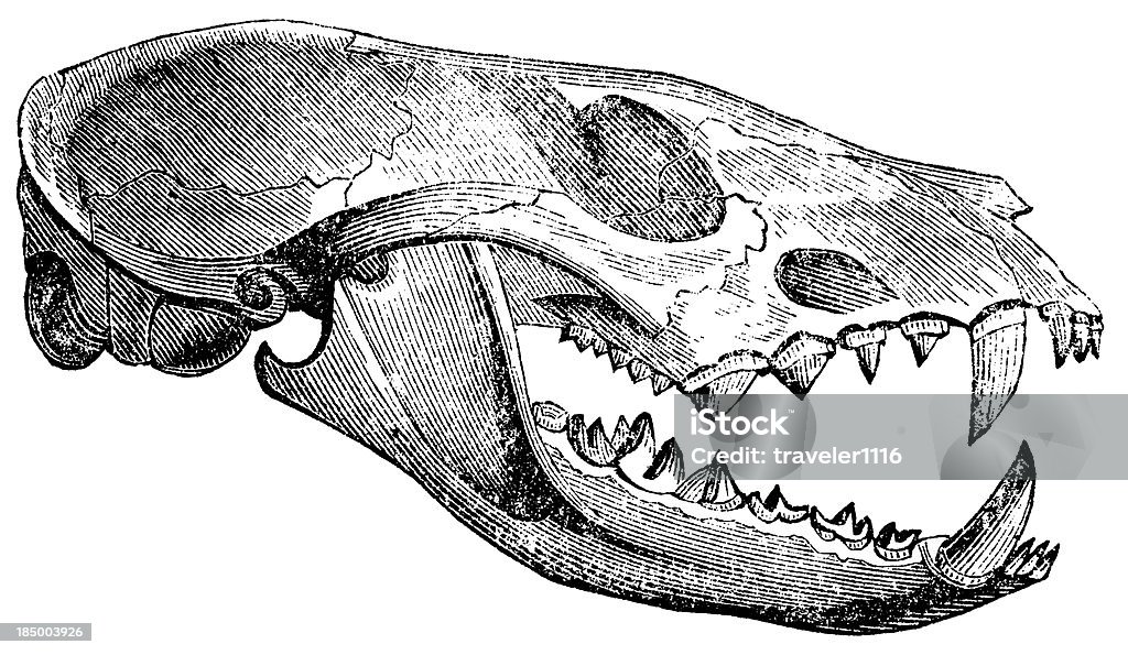 Civet Skull Engraving From 1867 Of The Skull From A Civet 19th Century stock illustration