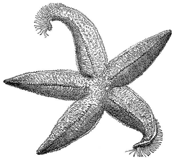 ilustrações de stock, clip art, desenhos animados e ícones de estrela-do-mar - etching starfish engraving engraved image