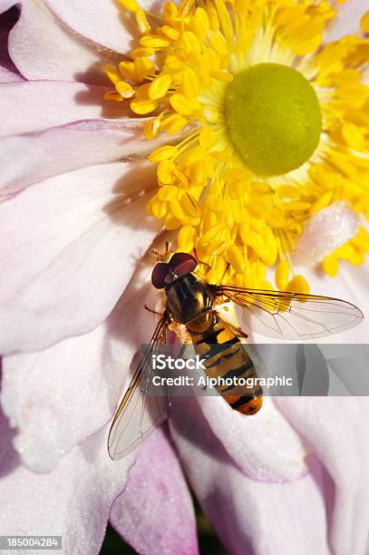 Photo libre de droit de Syrphe Et De Chrysanthème banque d'images et plus d'images libres de droit de Aile d'animal - Aile d'animal, Anémone de Caen, Capitule