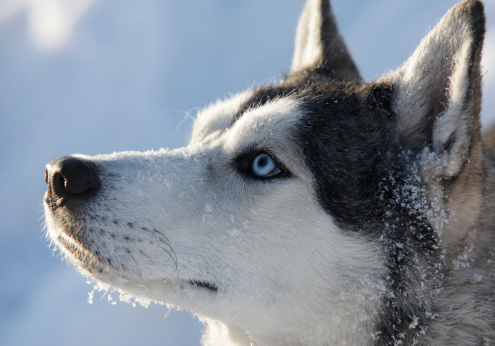 Siberian husky a blue-eyed dog. Outdoor winter portrait.