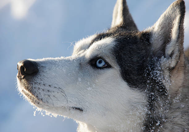 cão na neve - siberian husky imagens e fotografias de stock