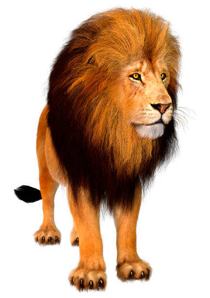 istock 3D Rendering Male Lion on White 1850049069