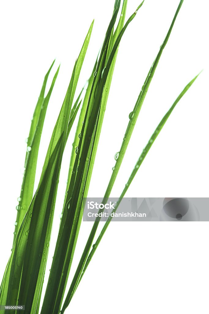 Frische Dew Drops auf Leafs auf weißem Hintergrund - Lizenzfrei Baum Stock-Foto