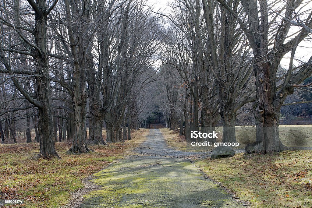 포시즌 나무 골목-Spring - 로열티 프리 개념 스톡 사진