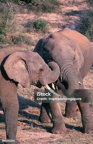 디스커버카드 아프리카 코끼리 0명에 대한 스톡 사진 및 기타 이미지 - 0명, 남아프리카공화국, 동물