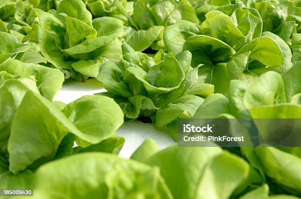 Hidropónica Vegetal Foto de stock y más banco de imágenes de Agricultura - Agricultura, Aire libre, Alimento