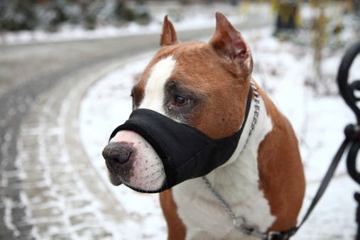 Dangerous Pit-bull Terrier Dog in Park with Muzzle. Selective Focus.
