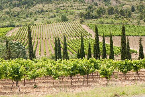 Vineyards in Les Corbières (France - Languedoc-Roussillon). Department = Aude.