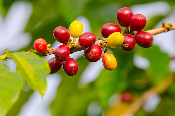 Close-up natural red coffee beans fruit on the tree