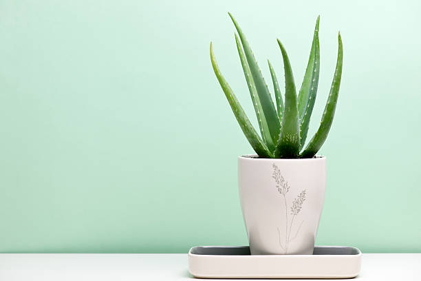 Aloe Vera stock photo