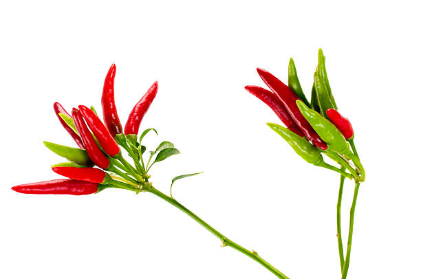 Close-up of a pepper plant isolated on white background