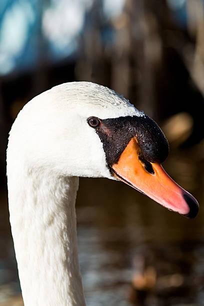 Swan profile stock photo
