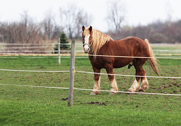 istock Happy Clydesdale Horse 185005806