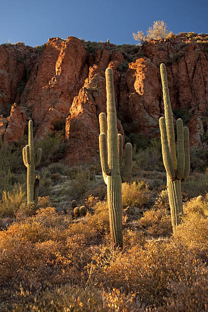 istock Three Saguaro Cacti in the Desert 185006083