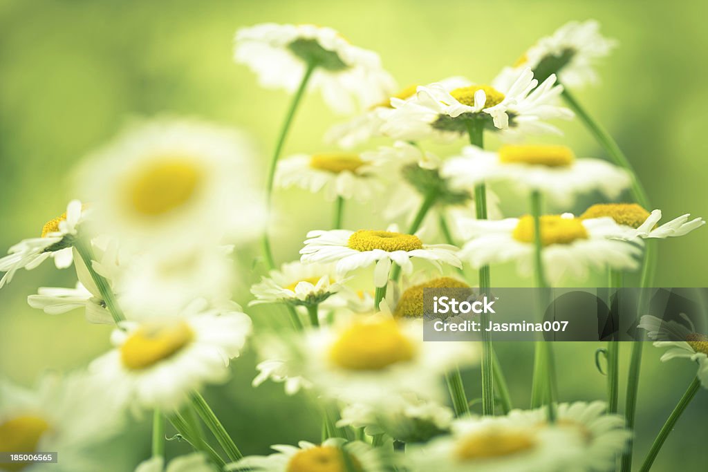 Gänseblümchen-Blumen - Lizenzfrei Baumblüte Stock-Foto