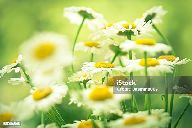 Gänseblümchenblumen Stockfoto und mehr Bilder von Baumblüte - Baumblüte, Bildhintergrund, Blume