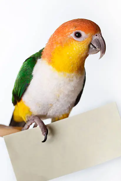 White Bellied Caique holding a post-it note.
