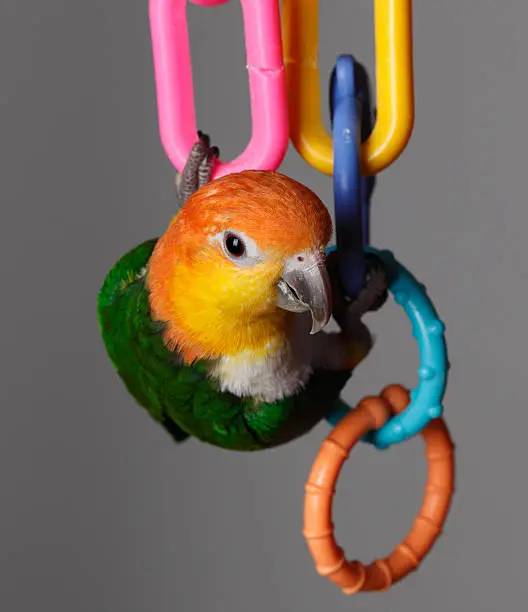 White Bellied Caique hanging from his toy rings.