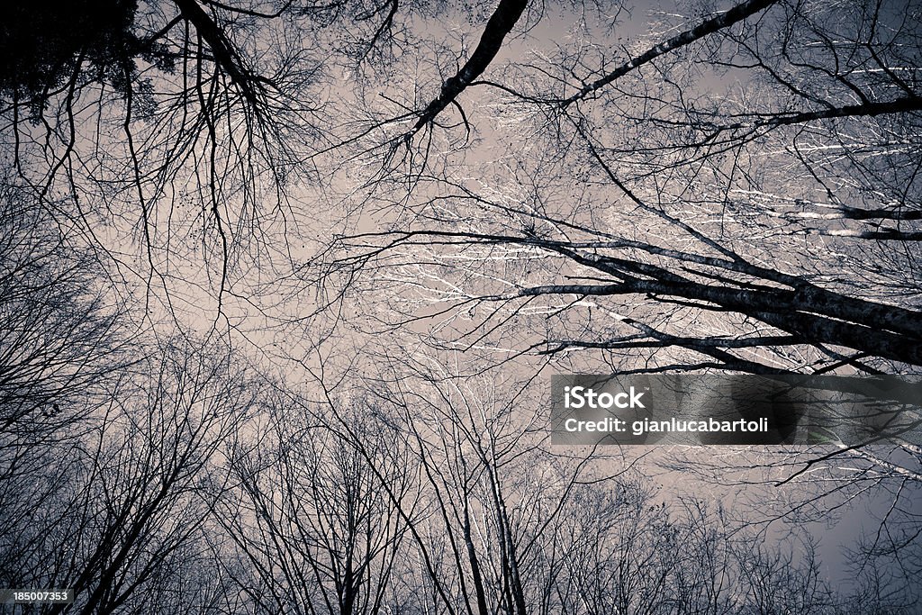 Rami di alberi - Foto stock royalty-free di Alberato