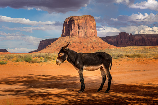 A cute donley in front of Monument Valley