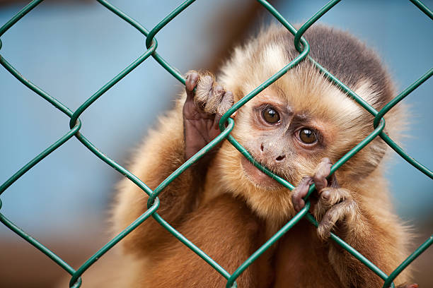 Caged monkey Young tufted capuchin in a cage. capuchin monkey stock pictures, royalty-free photos & images